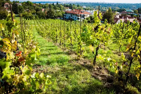 Vinice Salabka na svahu nad Trojou